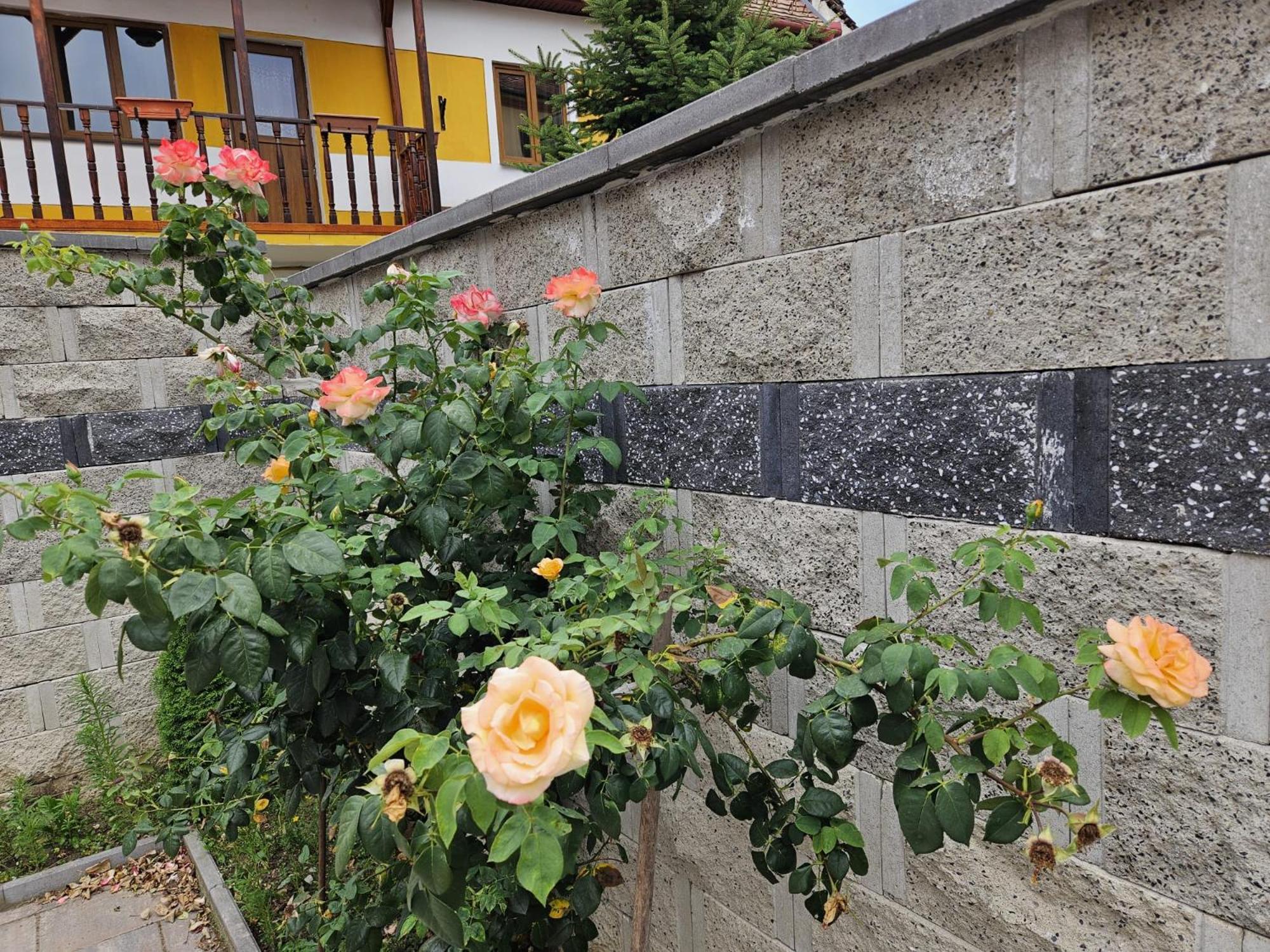 Casa Raduly - Apartament Demisol Sibiu Exteriör bild